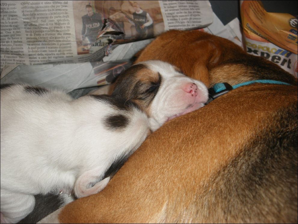 cuccioli amelie-22